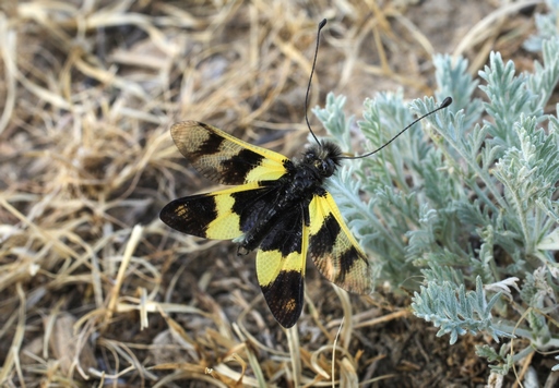 Libelloides macaronius – Eastern black-yellow owlfly